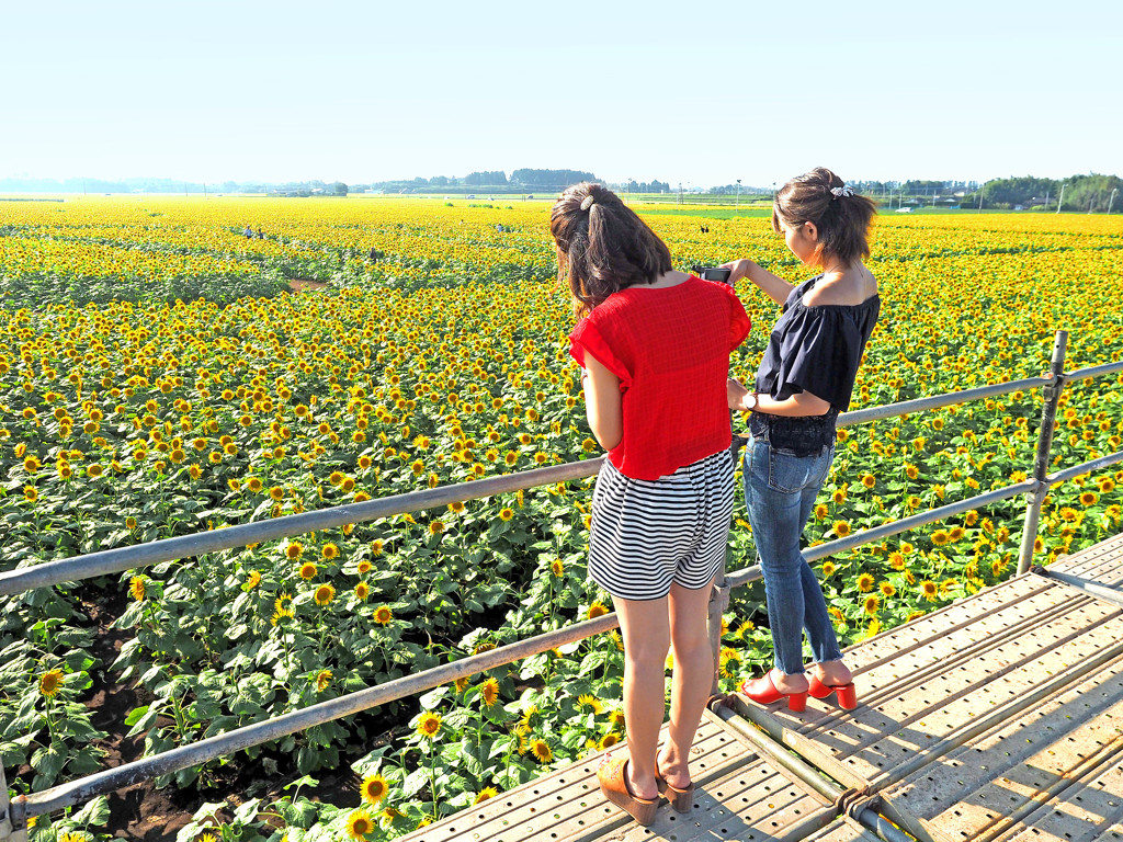 1100万本のひまわり