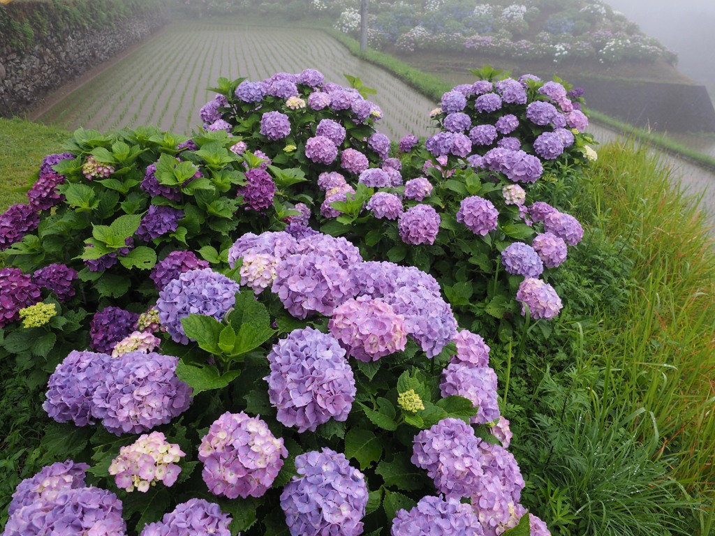 梅雨とアジサイ