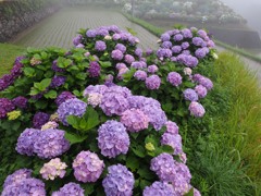 梅雨とアジサイ