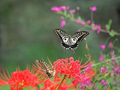 花と蝶
