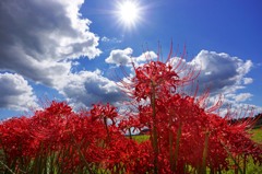 秋雲と曼珠沙華