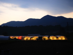 夜明けの電照ハウス