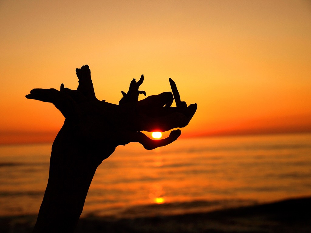 日を呑む流木龍