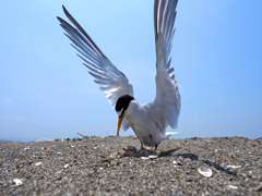 子育て期（コアジサシ）