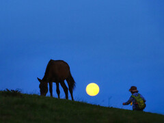 月夜の岬馬
