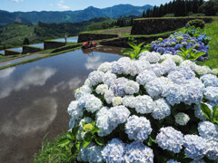 田植え準備の棚田