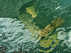 港のクラゲ