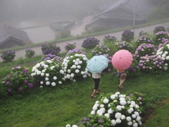 梅雨とアジサイ