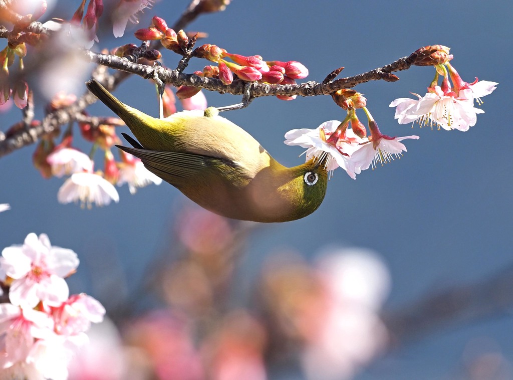 寒緋桜にメジロ