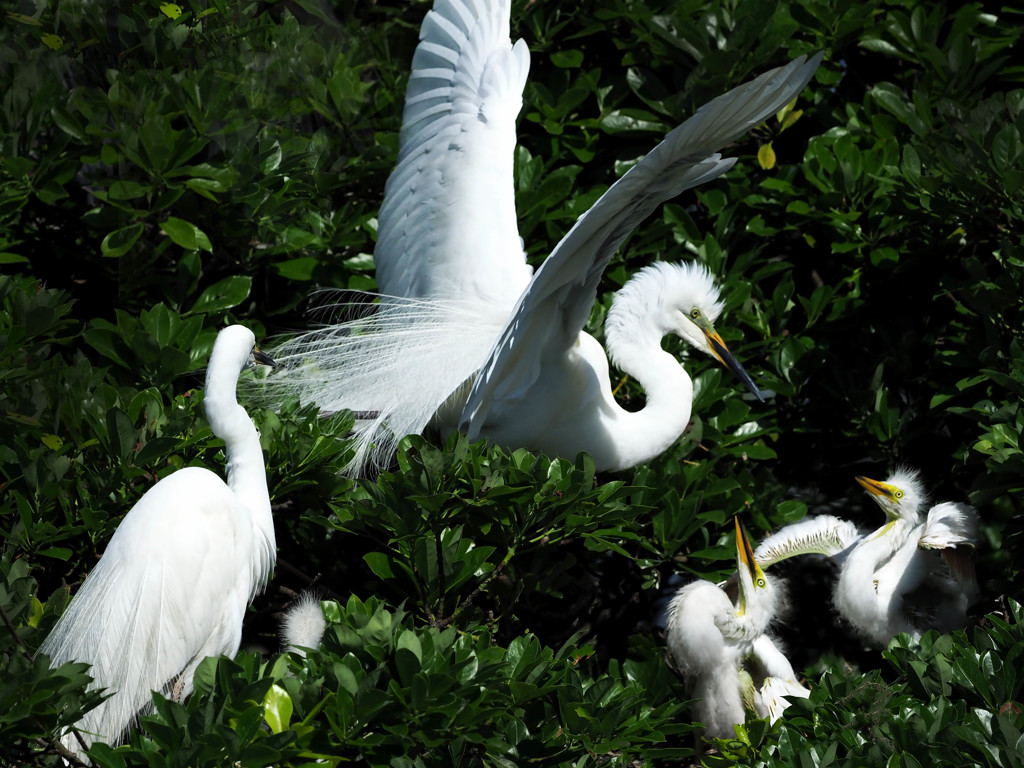 サギのコロニー