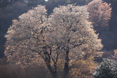 山桜満開