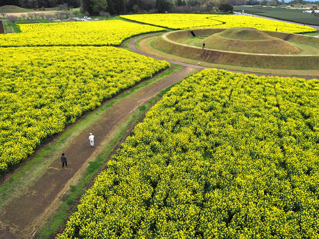 菜の花に囲まれた古墳
