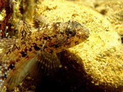 カメラに振り返るハゼくん。