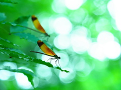 渓流の葉に止まる