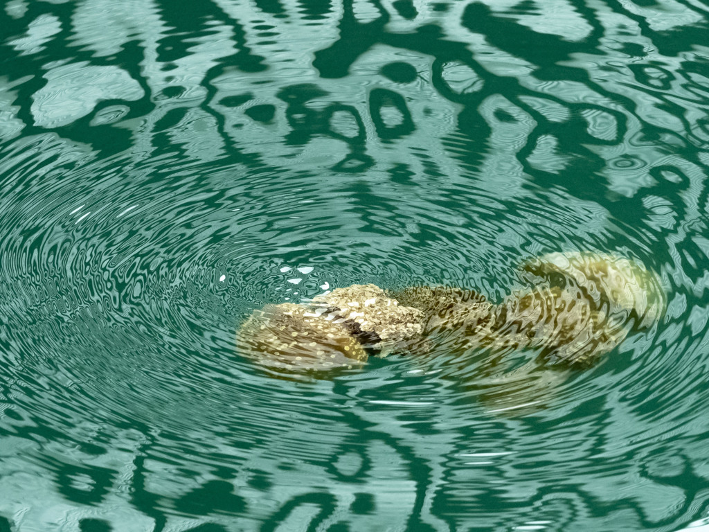 浮遊