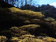 群生地