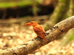 アカショウビン