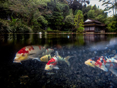 境内の池