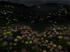 アジサイに舞う
