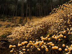 三椏自生の森