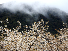 雨上がりの山桜