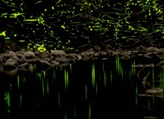 川面に映える