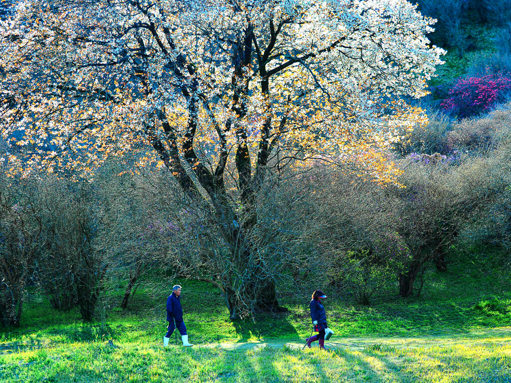 山桜