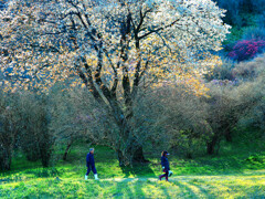 山桜
