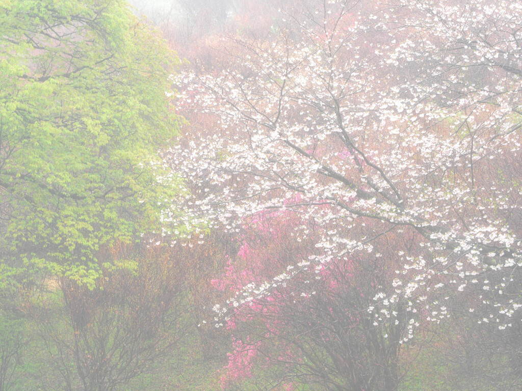 霧雨