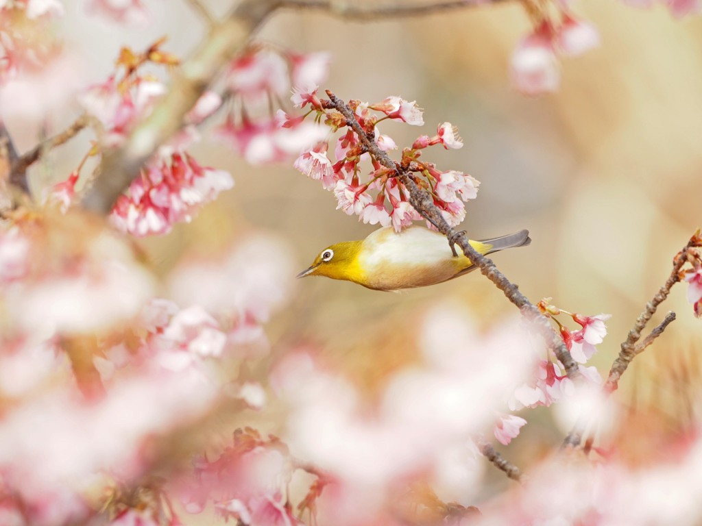 満開の寒緋桜にメジロが遊ぶ