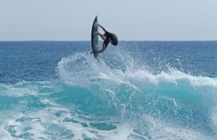 華麗なテクニック