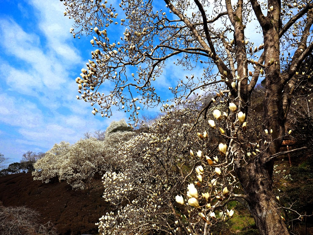 モクレン咲く丘