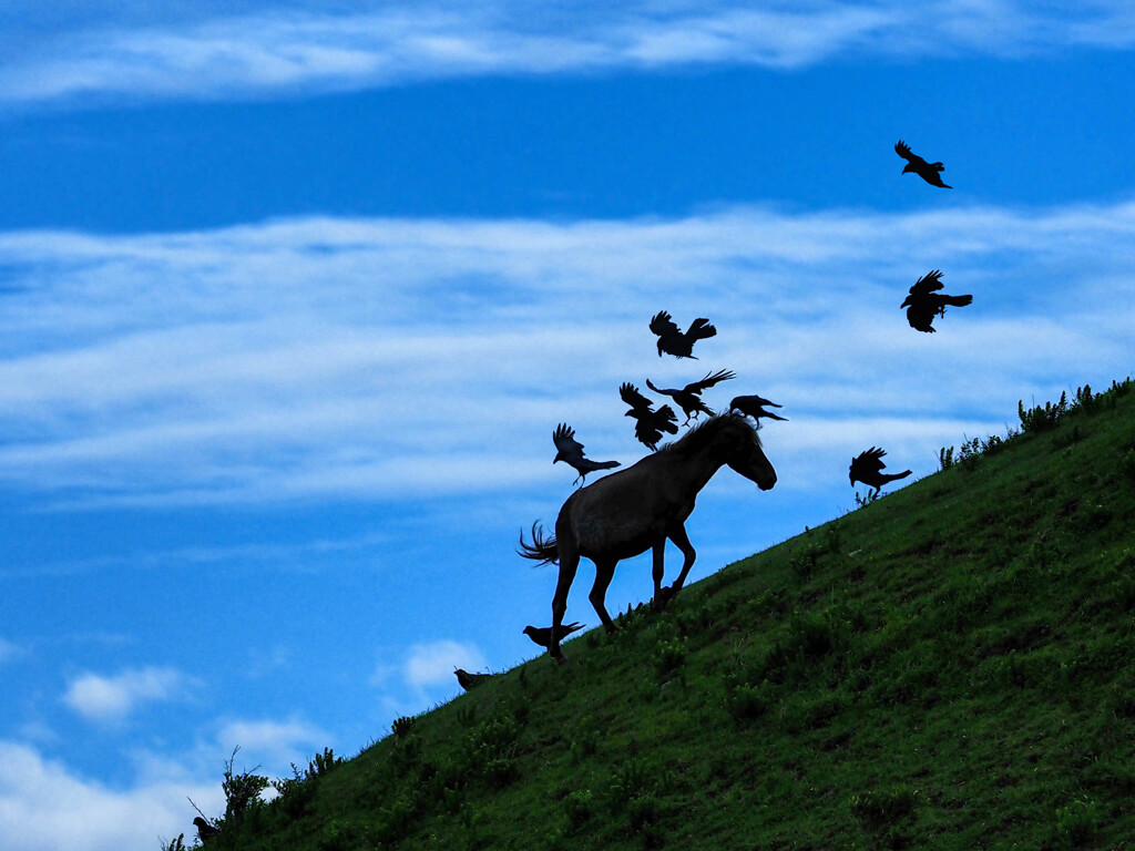野生（カラスが馬に付いた害虫駆除をやっています。都井岬）