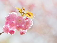 八重桜