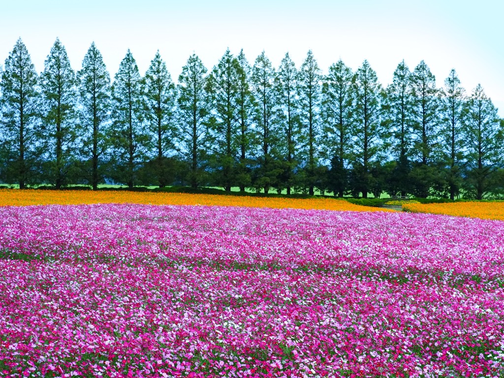 高原の花園