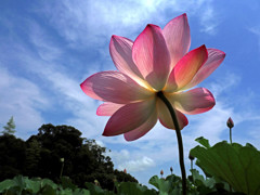 夏空に咲く