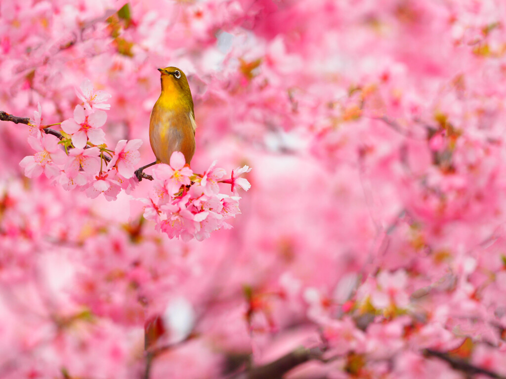 春はそこまで来てるよ。