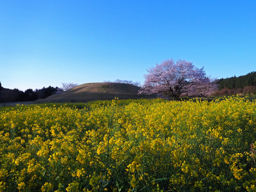 春の古墳群