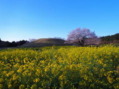 春の古墳群