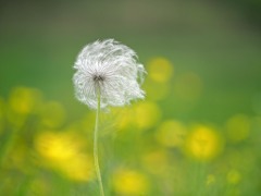 翁草