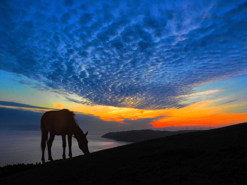 夕暮れ岬馬