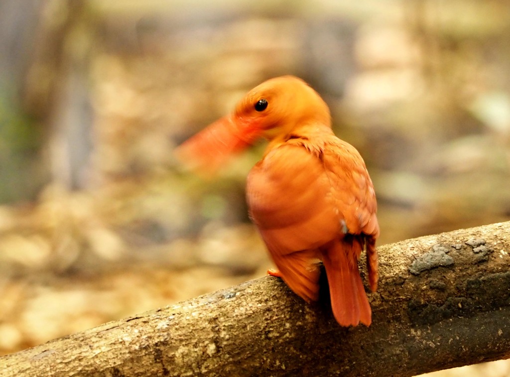 アカショウビン
