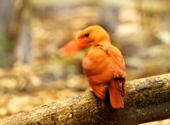 アカショウビン