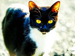 陽だまりにいたノラ猫