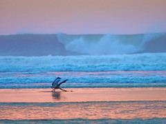 捕えたか・・？