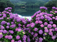 湖畔に咲く