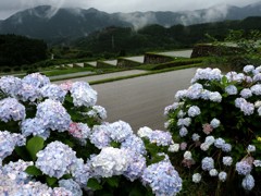 梅雨の棚田