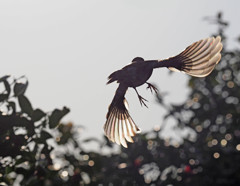 ヒヨドリ羽ばたき