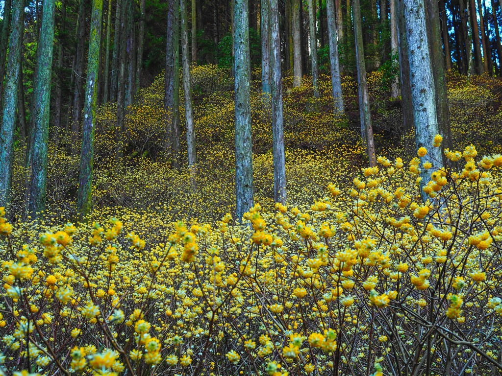 群生の森