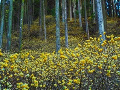 群生の森